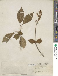 Syringa villosa image