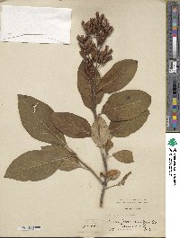 Syringa villosa image