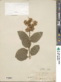 Syringa villosa image