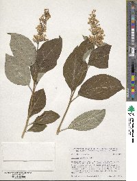 Syringa villosa image