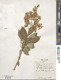 Syringa villosa image