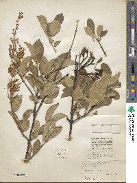 Syringa villosa image