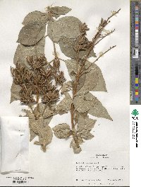 Syringa villosa image