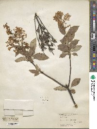 Syringa villosa image