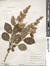 Syringa villosa image