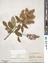 Syringa villosa image