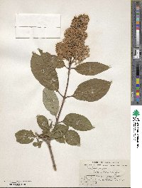 Syringa villosa image