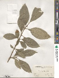 Syringa villosa image