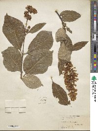 Syringa villosa image