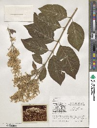 Syringa villosa image