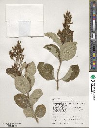 Syringa villosa image