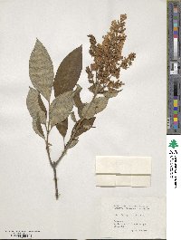 Syringa villosa image