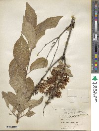 Syringa villosa image