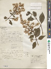 Syringa villosa image