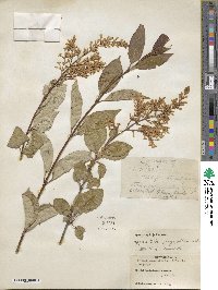 Syringa villosa image