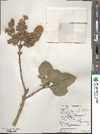 Syringa vulgaris image