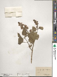 Syringa vulgaris image