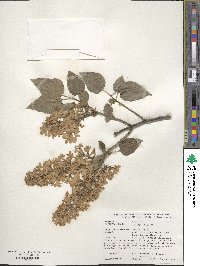 Syringa vulgaris image