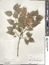 Syringa vulgaris image