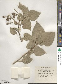 Syringa vulgaris image