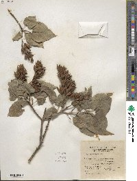 Syringa vulgaris image