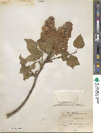 Syringa vulgaris image