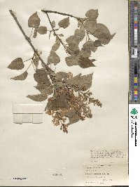 Syringa vulgaris image