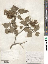 Syringa vulgaris image