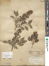 Syringa vulgaris image