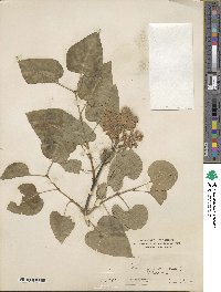 Syringa vulgaris image