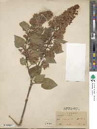 Syringa vulgaris image