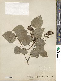 Syringa vulgaris image