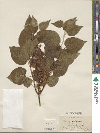 Syringa vulgaris image