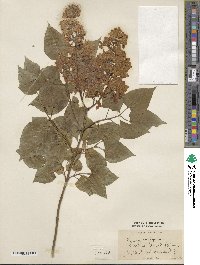 Syringa vulgaris image