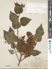 Syringa vulgaris image