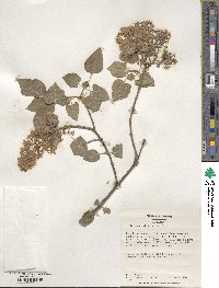 Syringa vulgaris image