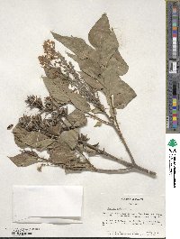 Syringa vulgaris image