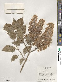 Syringa vulgaris image