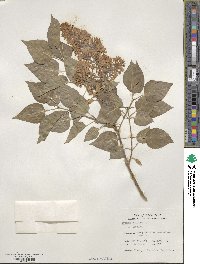 Syringa vulgaris image