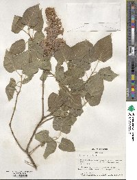 Syringa vulgaris image