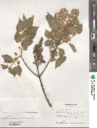 Syringa vulgaris image