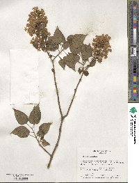 Syringa vulgaris image