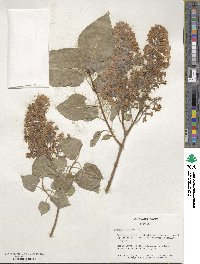 Syringa vulgaris image