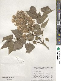 Syringa vulgaris image