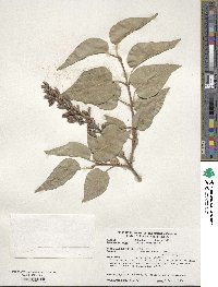 Syringa vulgaris image