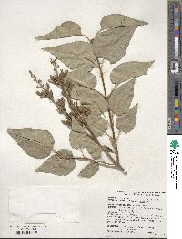 Syringa vulgaris image