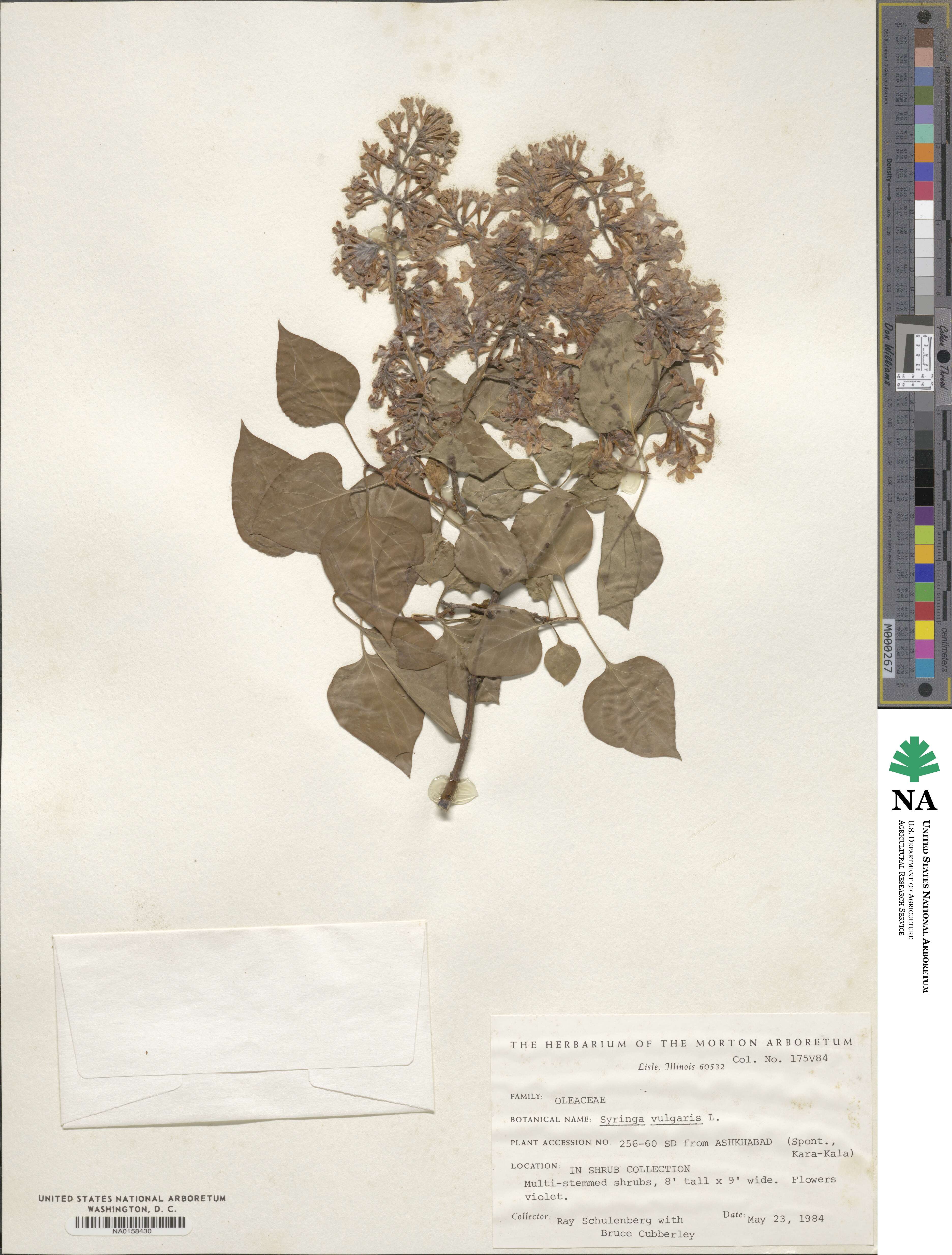 Syringa vulgaris image