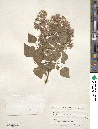 Syringa vulgaris image