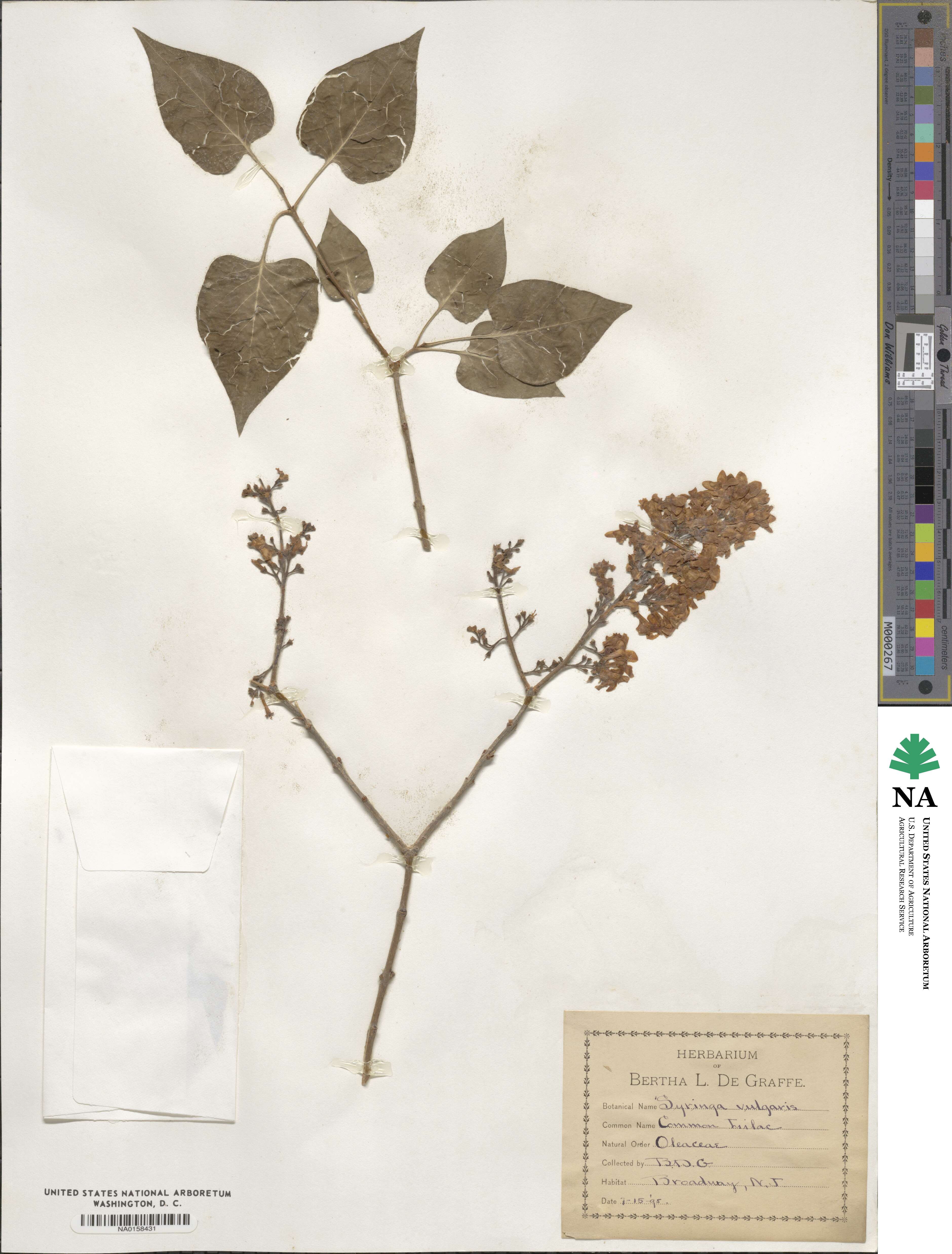 Syringa vulgaris image