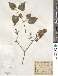 Syringa vulgaris image